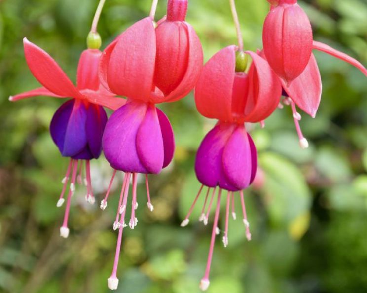 Fuschia!