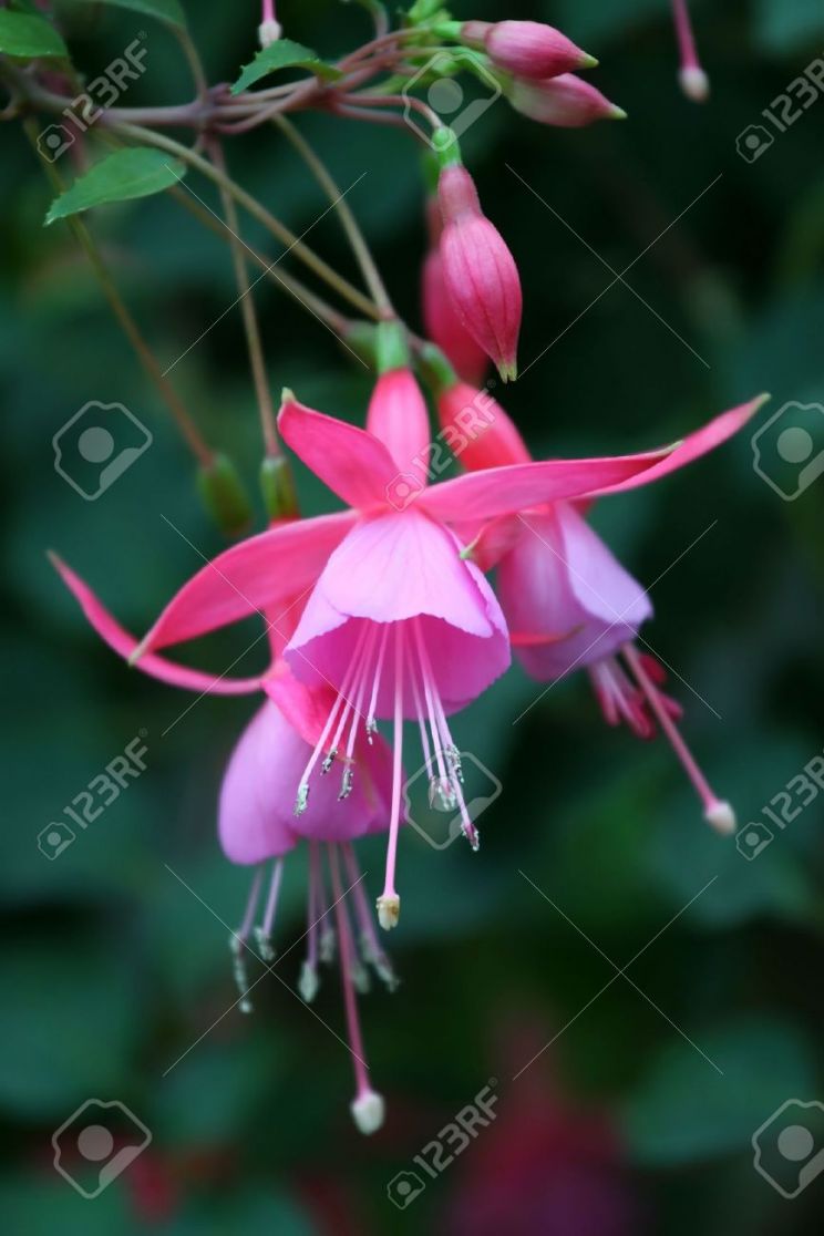 Fuschia!