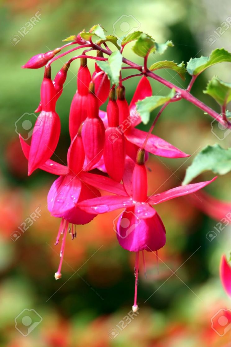 Fuschia!