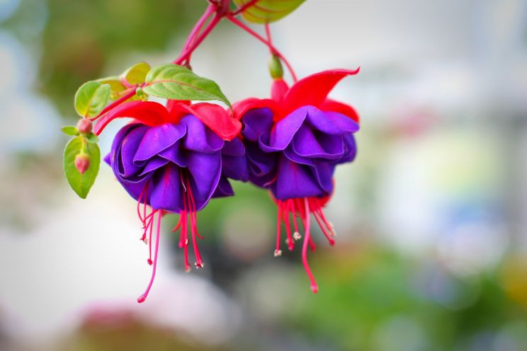 Fuschia!