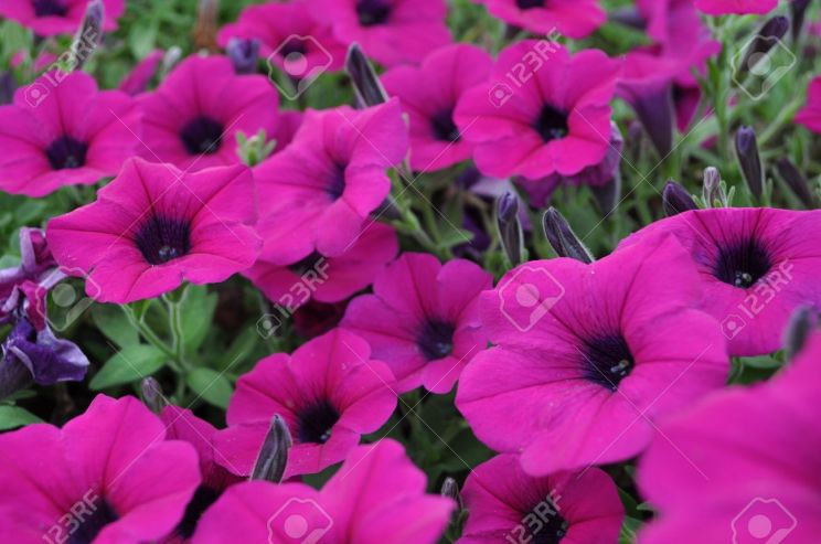 Fuschia!