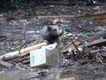 Georgia Flood