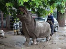 Georgia Flood