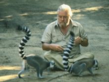 Gerald Durrell