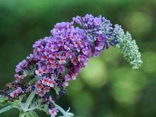 Geraldine Alexander #1830786 picture (Landscape Medium)