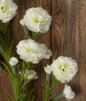 Gilly Flower