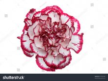 Gilly Flower