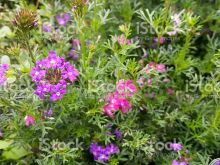 Gilly Flower