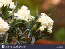 Gilly Flower
