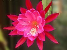 Gilly Flower