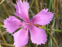Gilly Flower #3305022 picture (Landscape Medium)