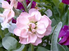 Gilly Flower
