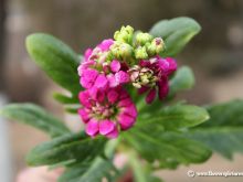 Gilly Flower