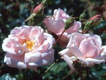 Gilly Flower