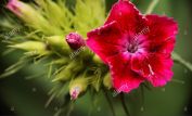 Gilly Flower