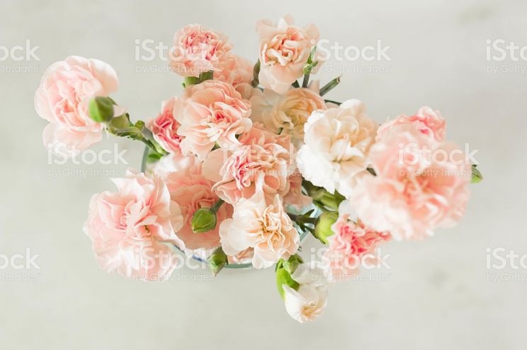 Gilly Flower