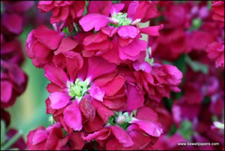 Gilly Flower