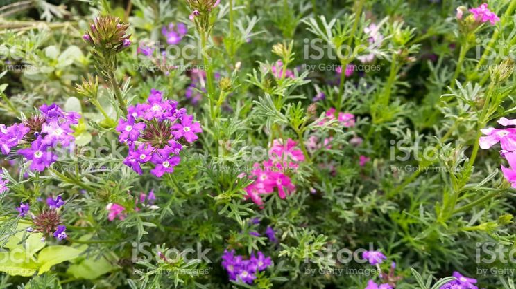 Gilly Flower