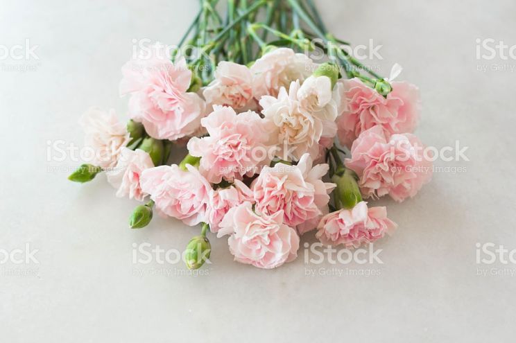 Gilly Flower
