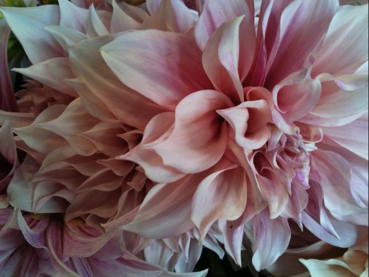 Gilly Flower