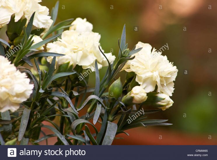 Gilly Flower
