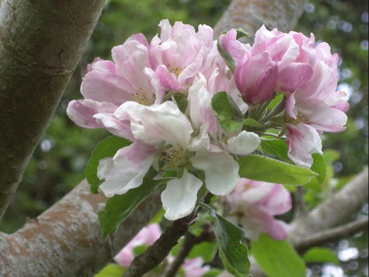 Gilly Flower