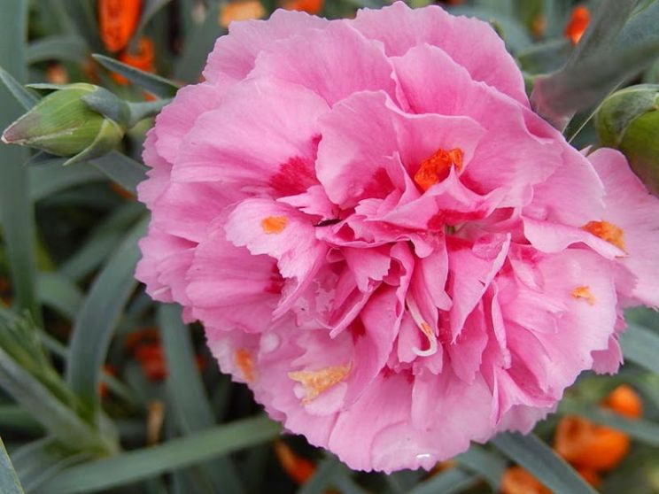 Gilly Flower
