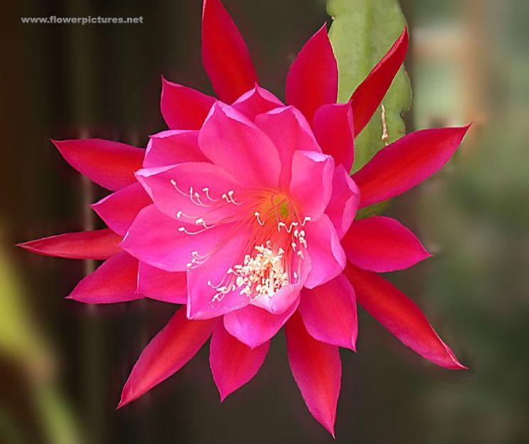 Gilly Flower