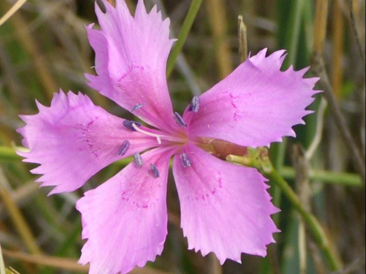 Gilly Flower