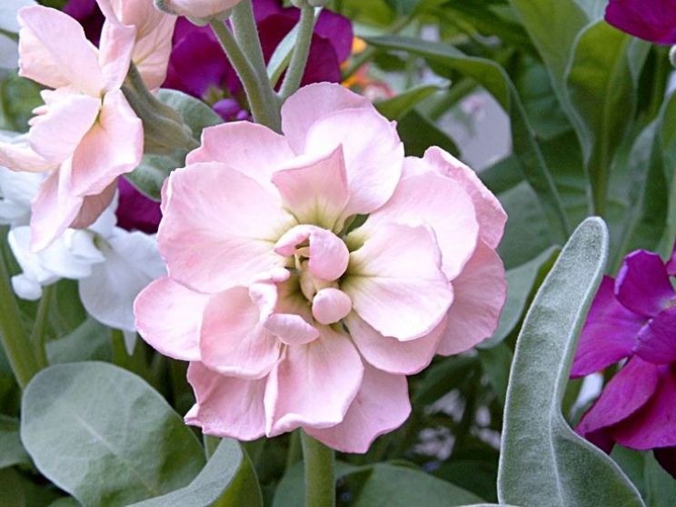 Gilly Flower