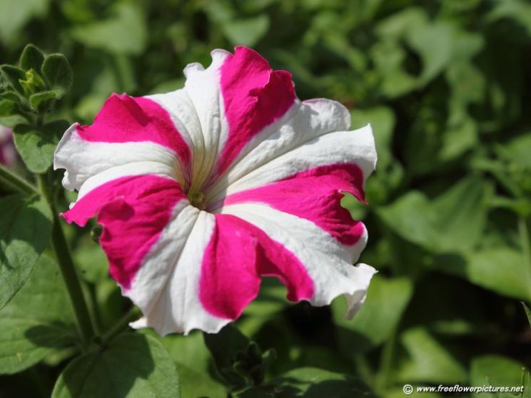 Gilly Flower