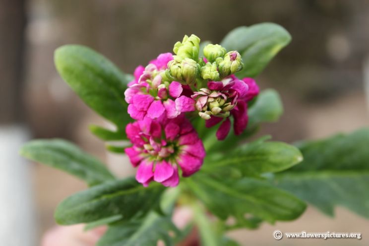 Gilly Flower