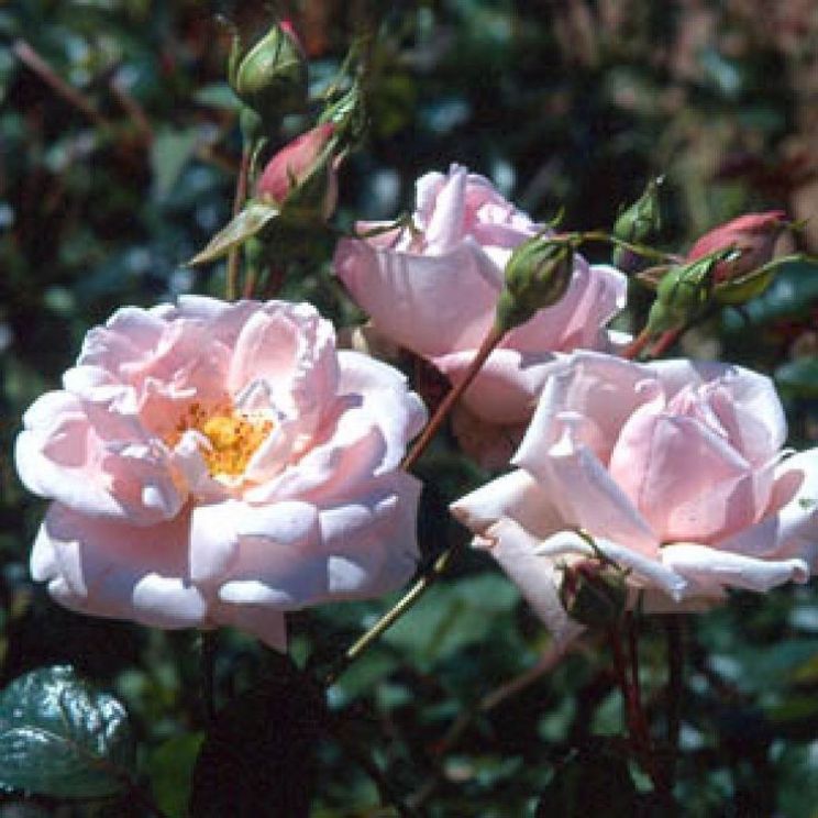 Gilly Flower