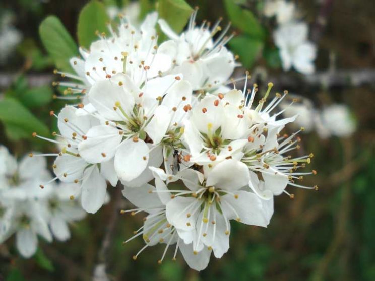 Gilly Flower