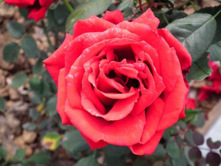 Gilly Flower