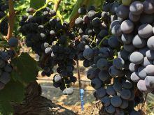 Grapevine photo