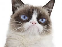 Grumpy Cat