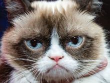 Grumpy Cat