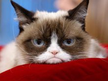 Grumpy Cat