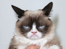 Grumpy Cat