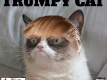 Grumpy Cat