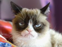 Grumpy Cat