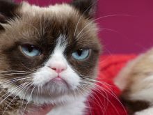 Grumpy Cat