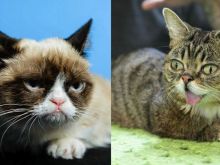 Grumpy Cat