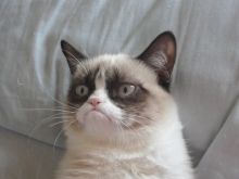 Grumpy Cat