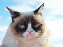 Grumpy Cat