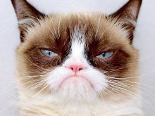 Grumpy Cat