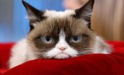 Grumpy Cat