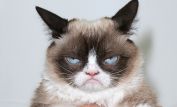 Grumpy Cat