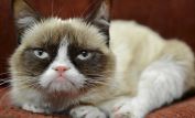 Grumpy Cat